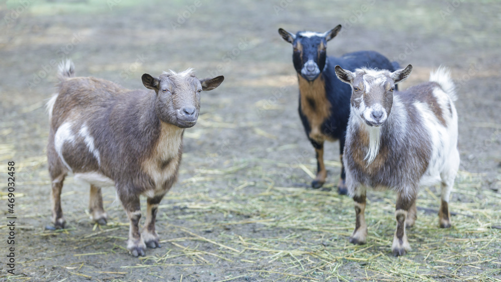 Curious Goats standing in animal pen. Farm in Santa Clara County, California, USA. Curious Goats standing in animal pen. Farm in Santa Clara County, California, USA.