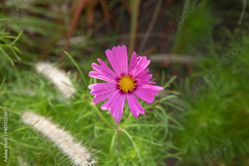 Floral. Closeup view of Cosmos bipinnatus plant  also known as Mexican Aster  flowers of pink  and fuchsia petals  blossoming in the park.