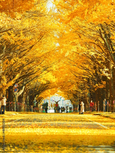 北海道の秋風景 北大イチョウ並木