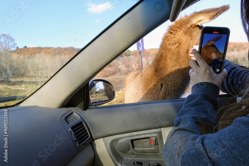 A tourist sitting in her vehicle feeding an elk or wapiti while filming it on her phone, enjoying Omega Parc, outside Montebello, Quebec, Canada.