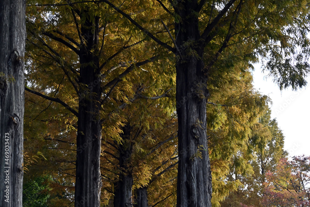 Fototapeta premium 紅葉の並木