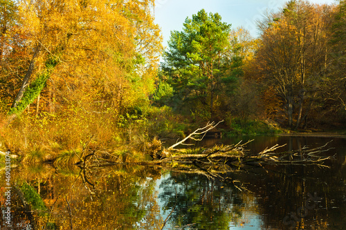 Wallpaper Mural  Forest landscape, fragment, autumn sunny day, a fallen tree covered with green moss lies near the forest pond  Torontodigital.ca