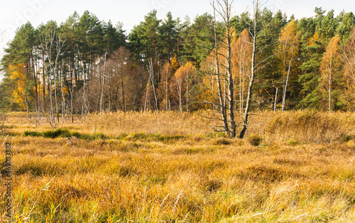 Wallpaper Mural Landscape - the edge of the forest. A forest with a predominance of deciduous trees, a multi-colored palette,
 Torontodigital.ca