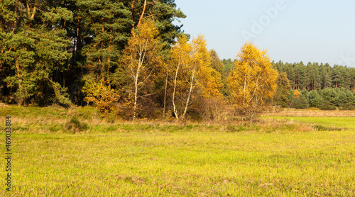 Wallpaper Mural Landscape - the edge of the forest. A forest with a predominance of deciduous trees, a multi-colored palette,
 Torontodigital.ca