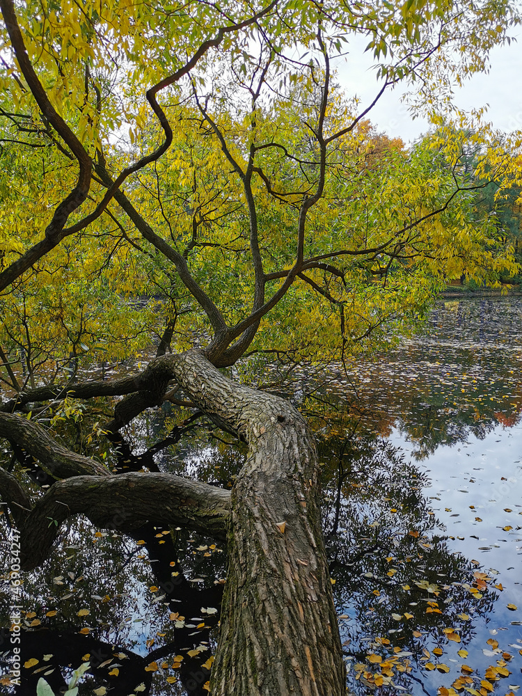 Autumn in the park. Willow with yellowing and falling leaves, growing over the pond and reflected in its water. Autumn in the park. Willow with yellowing and falling leaves, growing over the pond and reflected in its water.