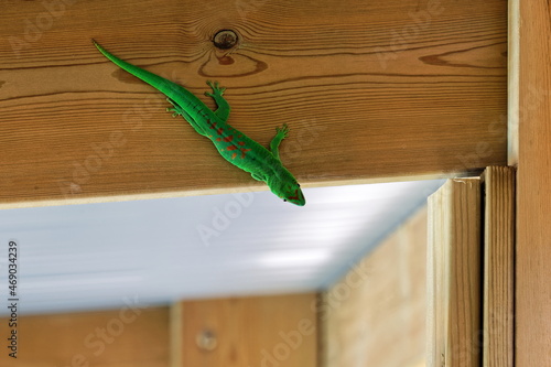 gecko photo