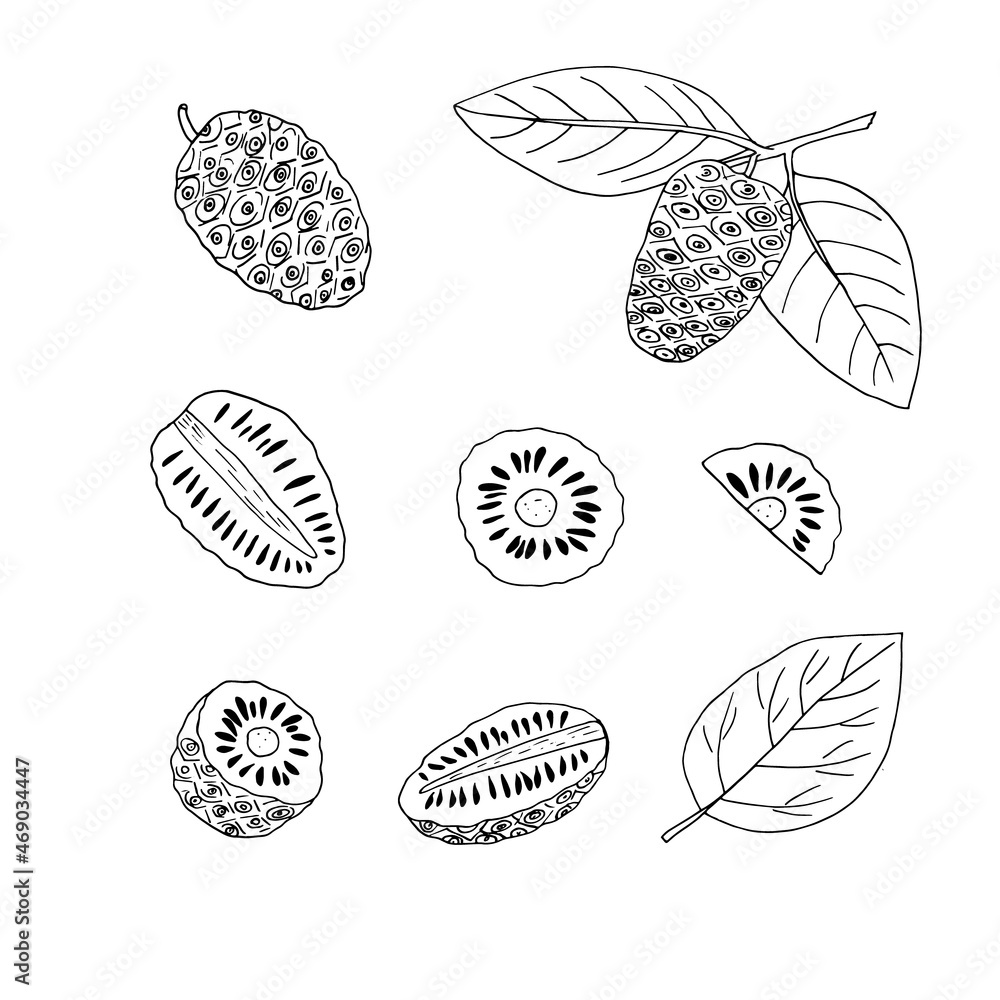 noni fruit and leaves on a branch set hand drawn doodle. vector, minimalism, scandinavian, monochrome, nordic, sketch. icon, sticker, label, isolated. superfood, food. noni fruit and leaves on a branch set hand drawn doodle. vector, minimalism, scandinavian, monochrome, nordic, sketch. icon, sticker, label, isolated. superfood, food.