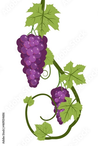 Vine with foliage and bunches of red grapes. Viticulture and farming. Branches with Wild berries on a dense bush. Young vineyard. Sweet autumn harvest. Isolated on white background. Vector.