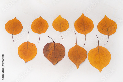 Flatlay composition autumn yellow leaves white relief background. Close-up
