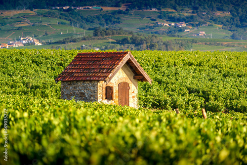 Cadole au milieu du vignoble de Morgon, Beaujolais, France