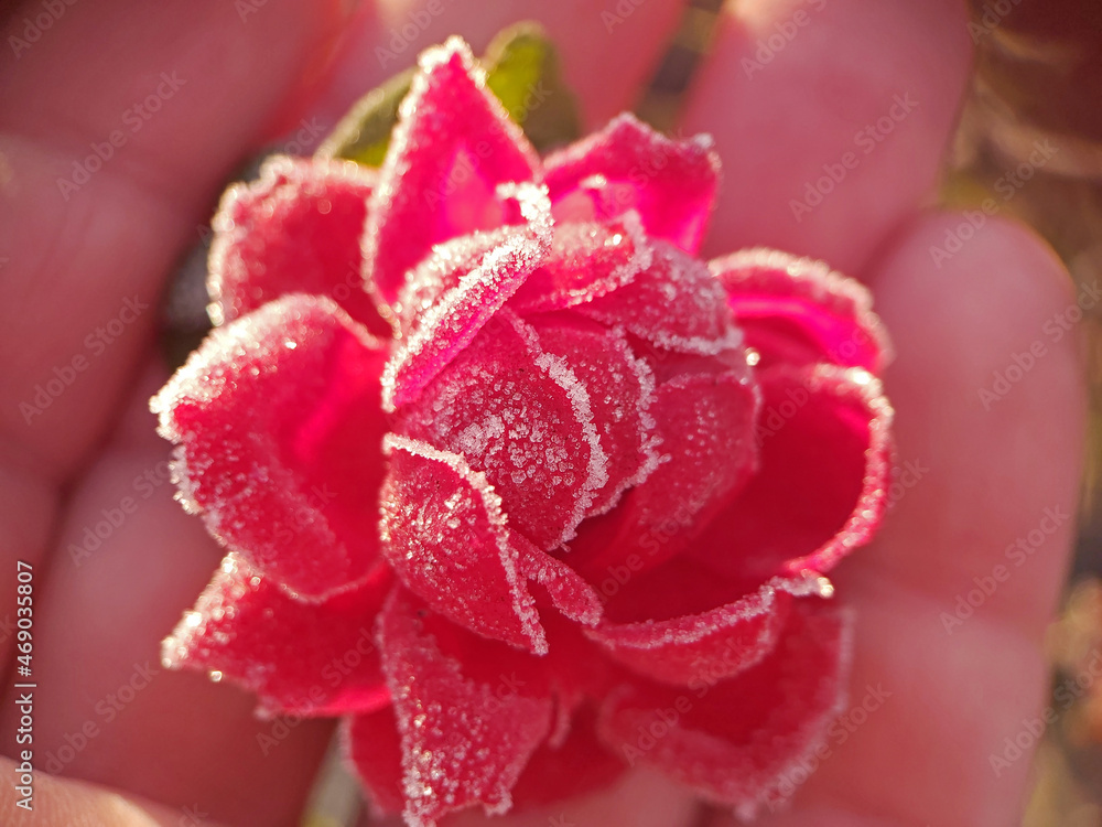 Ice-covered red rose, frost. The arrival of cold weather.