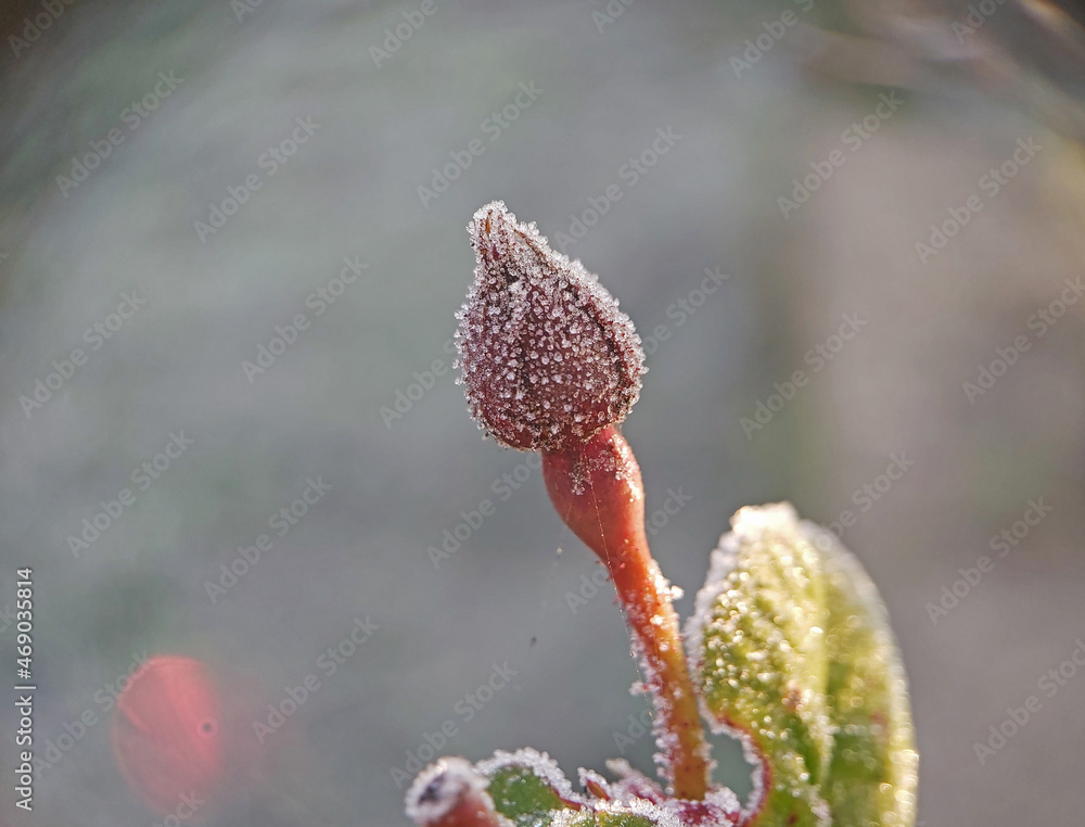 Ice-covered rosebud, frost. The arrival of cold weather. Ice-covered rosebud, frost. The arrival of cold weather.