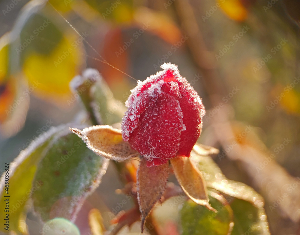 Ice-covered red rose, frost. The arrival of cold weather. Ice-covered red rose, frost. The arrival of cold weather.