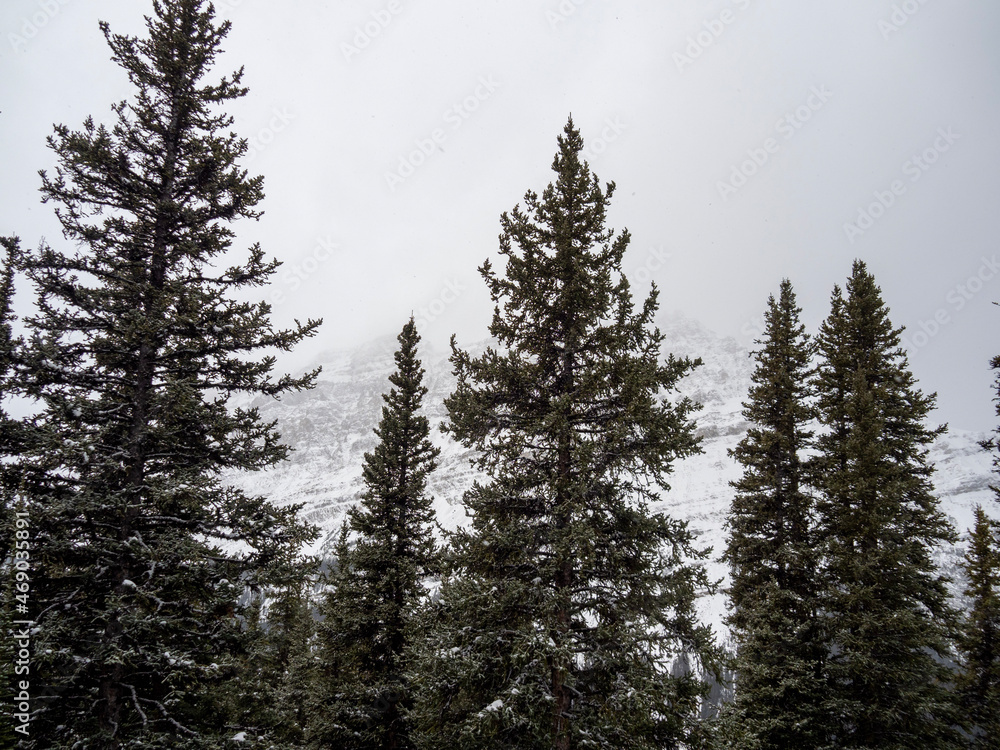 pine forest in winter pine forest in winter