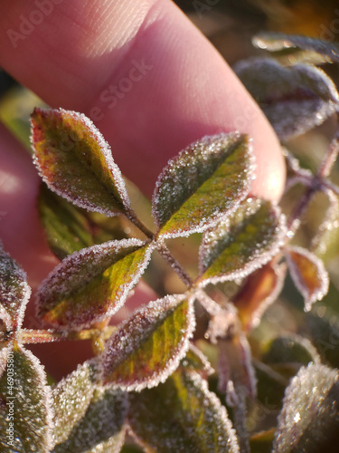 Wallpaper Mural Frost, ice on green plants. Plantations affected by cold- concept. The end of autumn. Torontodigital.ca