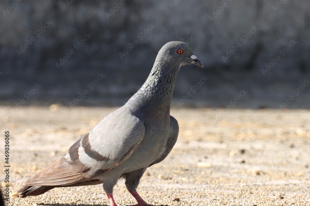 pigeon on the ground. Rock dove. Rock pigeon. Common pigeon. pigeon on the ground. Rock dove. Rock pigeon. Common pigeon.