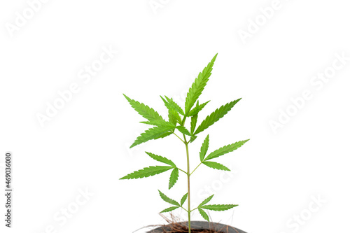 Cannabis sativa leaves isolated on white background.