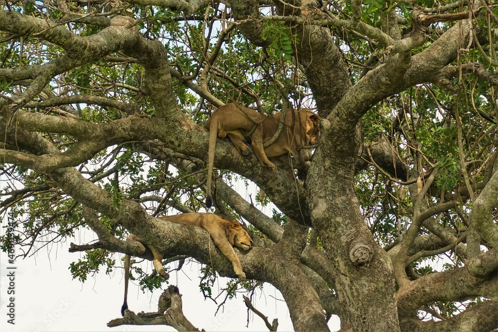 Two wild lions are sleeping on the thick branches of a tree. Tails and ...