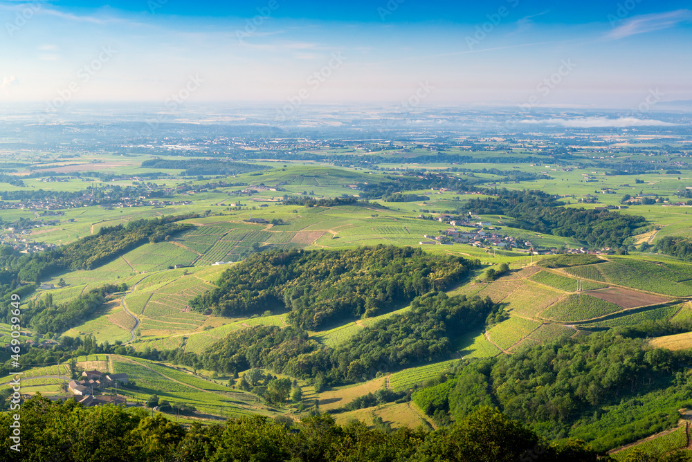 Vignes du Beaujolais, France