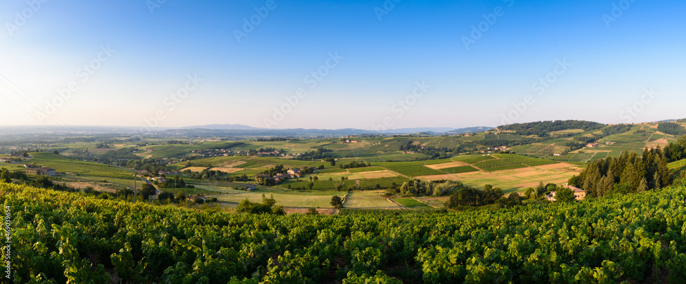 Vignoble du Beaujolais, avec vue sur Montmelas et Saint Julien, France
