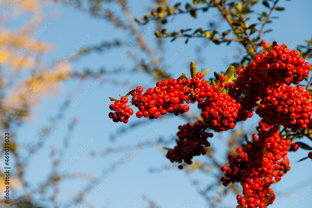ピラカンサスの実、青空を背景に真っ赤に実る実