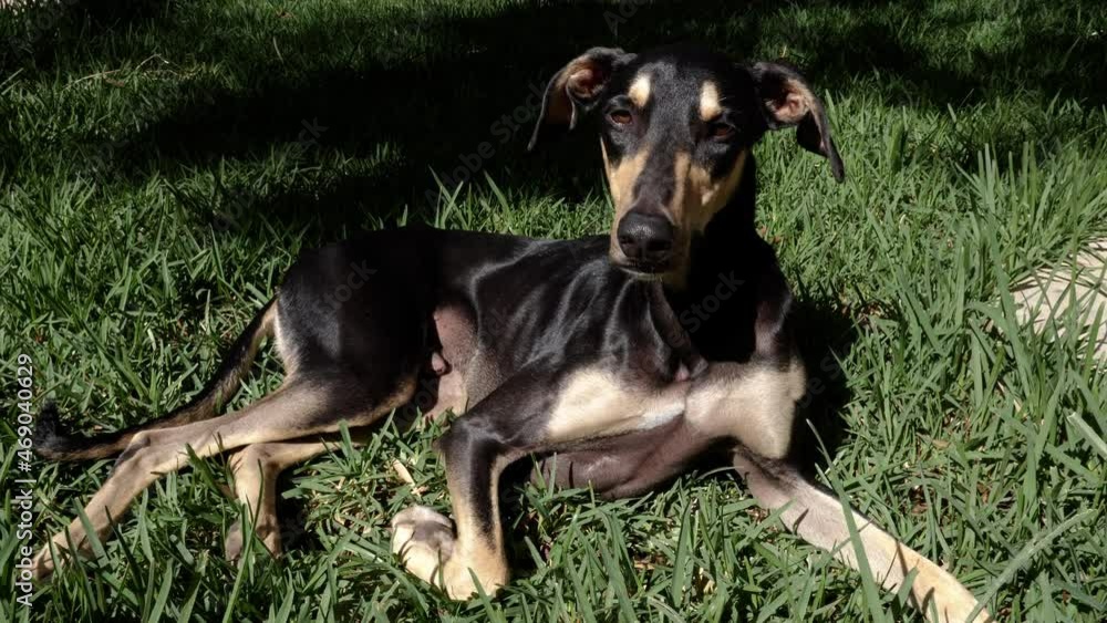 A beautiful young black Sloughi greyhound dog (nicknamed Arabian greyhound) lays relaxed in grass, in the garden. A beautiful young black Sloughi greyhound dog (nicknamed Arabian greyhound) lays relaxed in grass, in the garden.