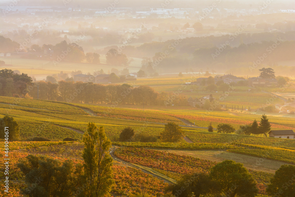 Sunrise over vineyards of Beaujolais during autumn season