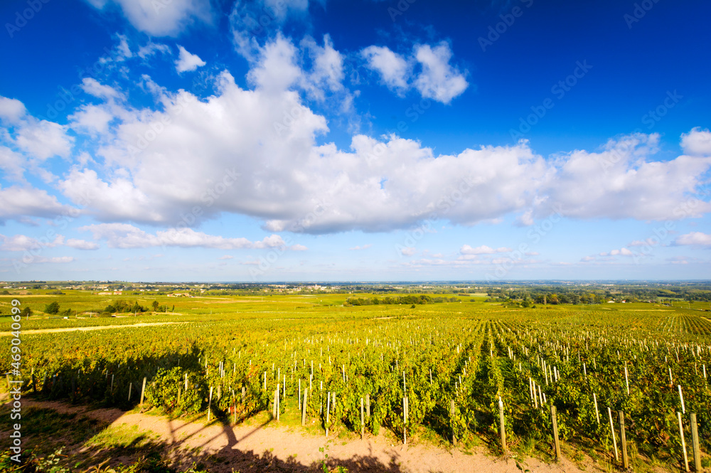 Vineyards of Beaujolais during a sunny day, France