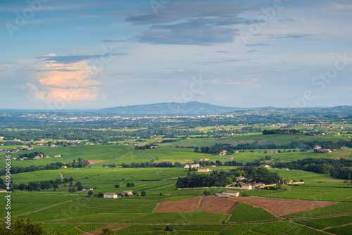 Landscape of vineyards  Beaujolais