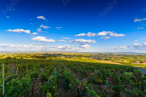 Vineyards of Beaujolais during a sunny day