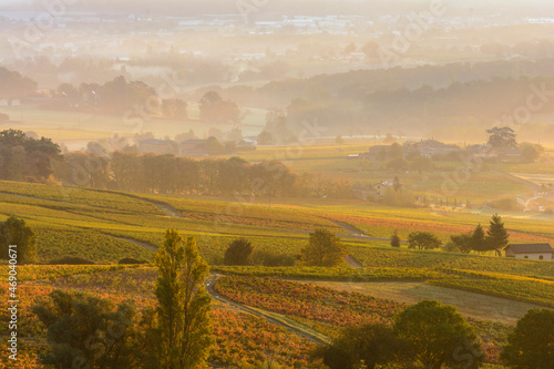 Vászonkép Sunrise over vineyards of Beaujolais during autumn season