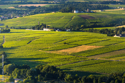 Morning lights and colors over vineyards of Beaujolais  France