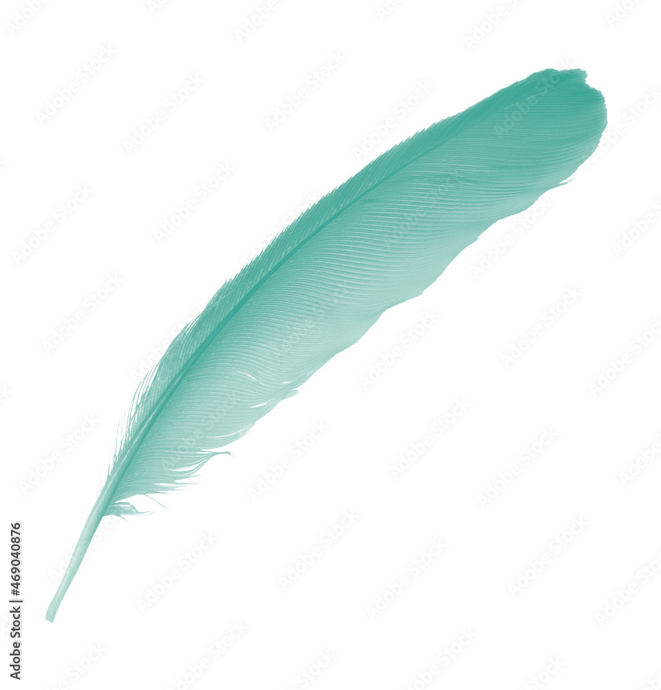 Beautiful green colors tone  feather isolated on white  background,trends color