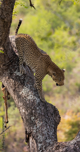 a big male leopard climbing down a tree