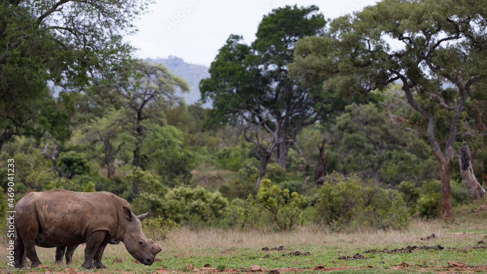 Naklejka premium White rhinoceros in the wild