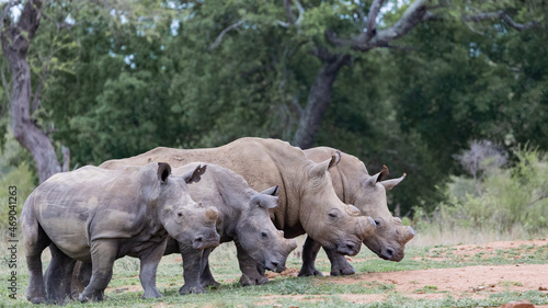 Tela White rhinos in a row