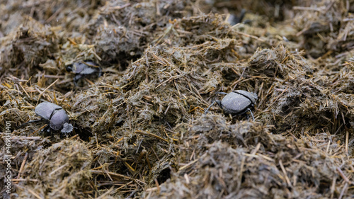 dung beetles working a dung pile photo