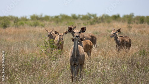 Fototapeta Naklejka Na Ścianę i Meble -  a herd of kudu cows