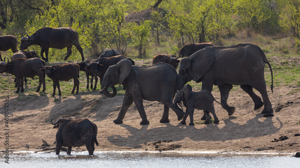 Obraz na plátně African elephants and buffalo at the waterhole