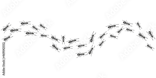 A trail of ants. Insects march along the line. Vector
