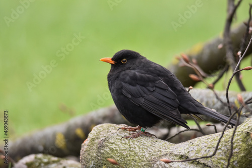 red winged blackbird © ๔คηเєℓ :3