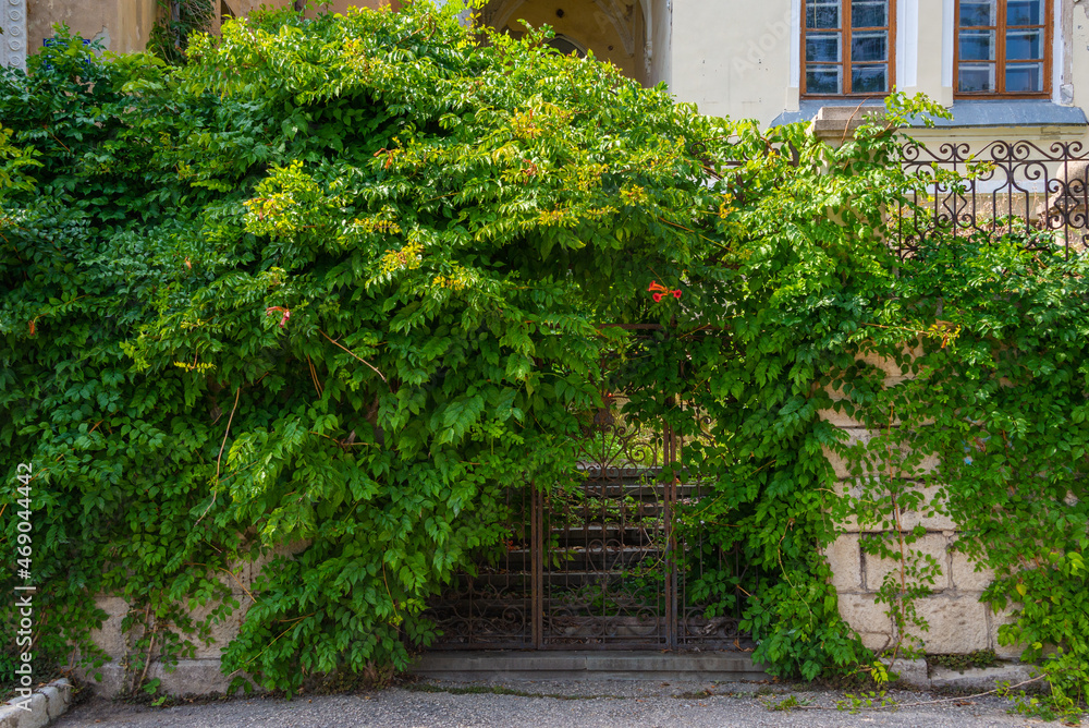 A gate overgrown with foliage on Aivazovsky Avenue in Feodosia A gate overgrown with foliage on Aivazovsky Avenue in Feodosia