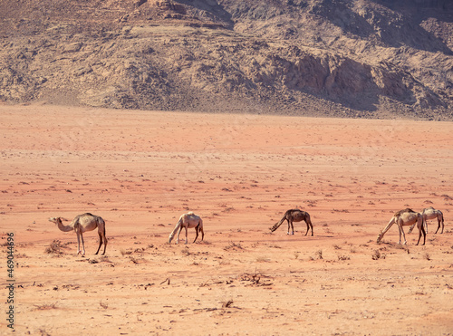Camels grazing in Wadi Rum desert, Jordan.
