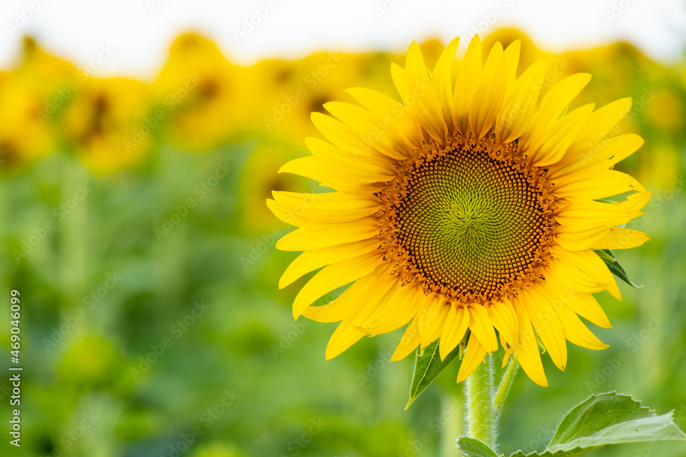 Beautiful yellow color sunflower in the agriculture farm background Beautiful yellow color sunflower in the agriculture farm background