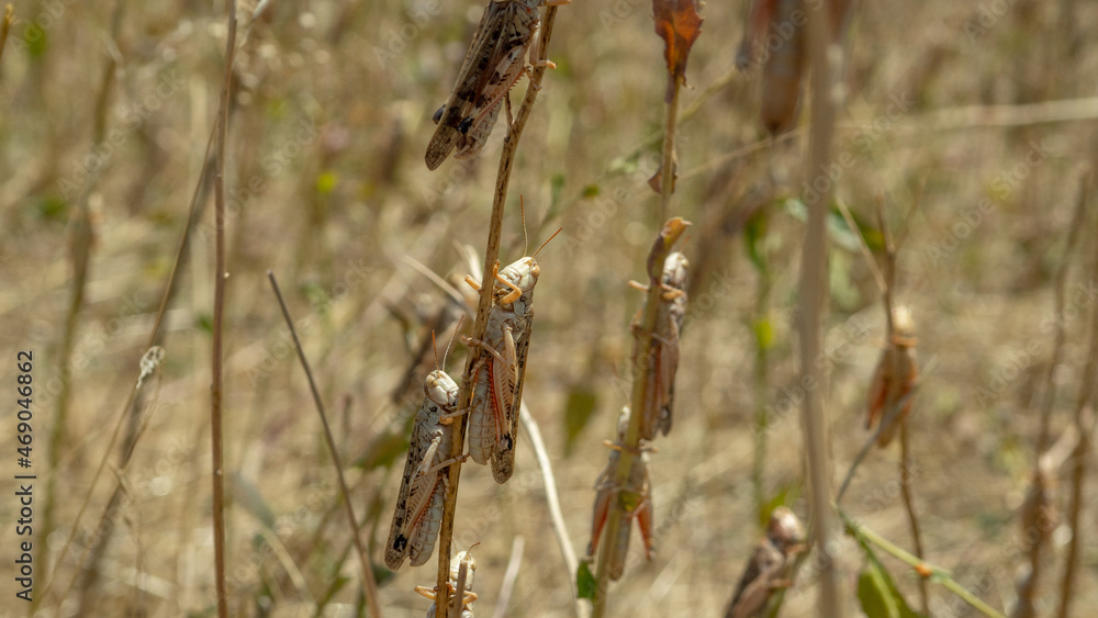 locusts on the stem of the eaten plant locusts on the stem of the eaten plant