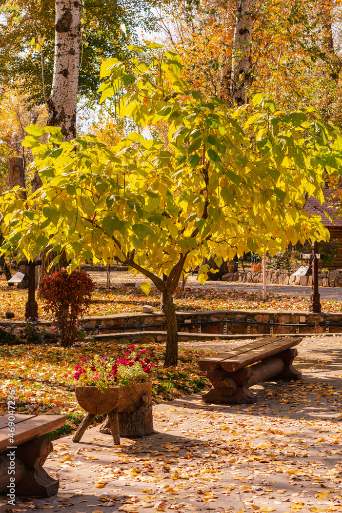 Naklejka premium Autumn in the park. A tree with yellow leaves and wooden benches.