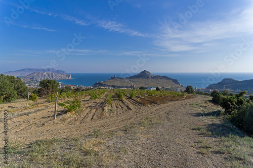 Vineyards near the sea. Crimea.