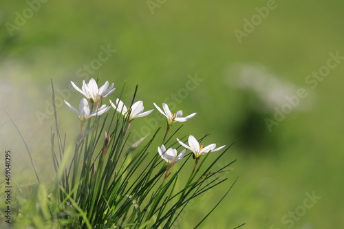 daisy in the grass © Yoshinori Tanagi