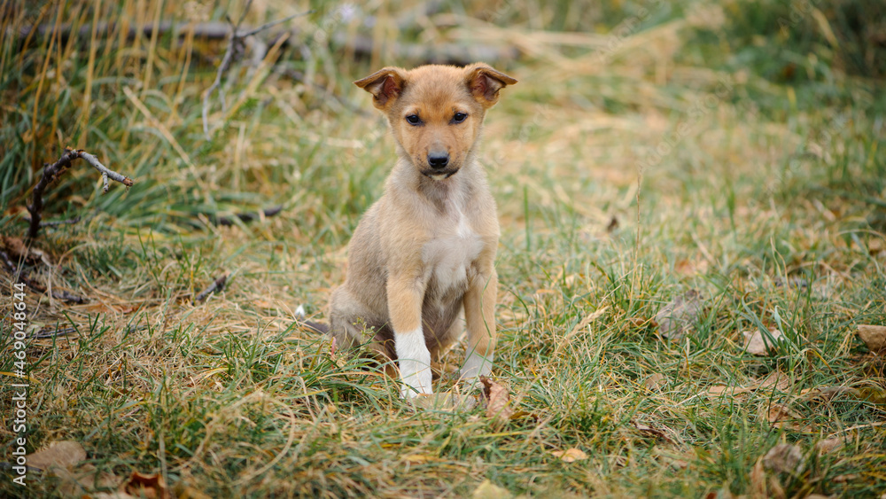 a series of photos with a homeless puppy. little dog. home animal. pet care. redhead homeless puppy. Cute puppy in red color with sad look. veterinary, homeless animal problem, hungry puppy a series of photos with a homeless puppy. little dog. home animal. pet care. redhead homeless puppy. Cute puppy in red color with sad look. veterinary, homeless animal problem, hungry puppy