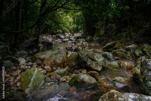 A mountain stream flows through the rainforest
